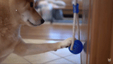 Dogs Tug-toy